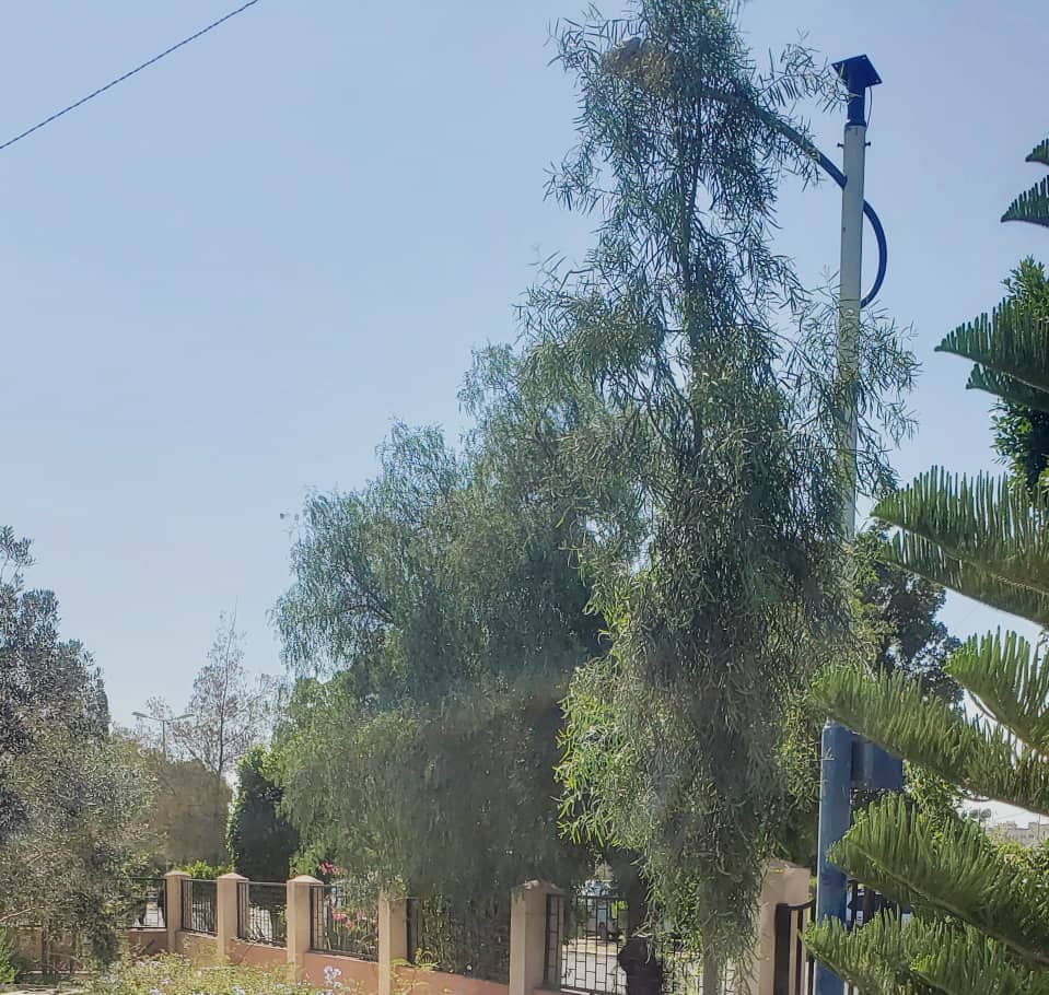 طلاب قسم البستنة ينفذون نشاطًا تطبيقيًا للتعرّف على نباتات الزينة ومكونات المشتل الزراعي