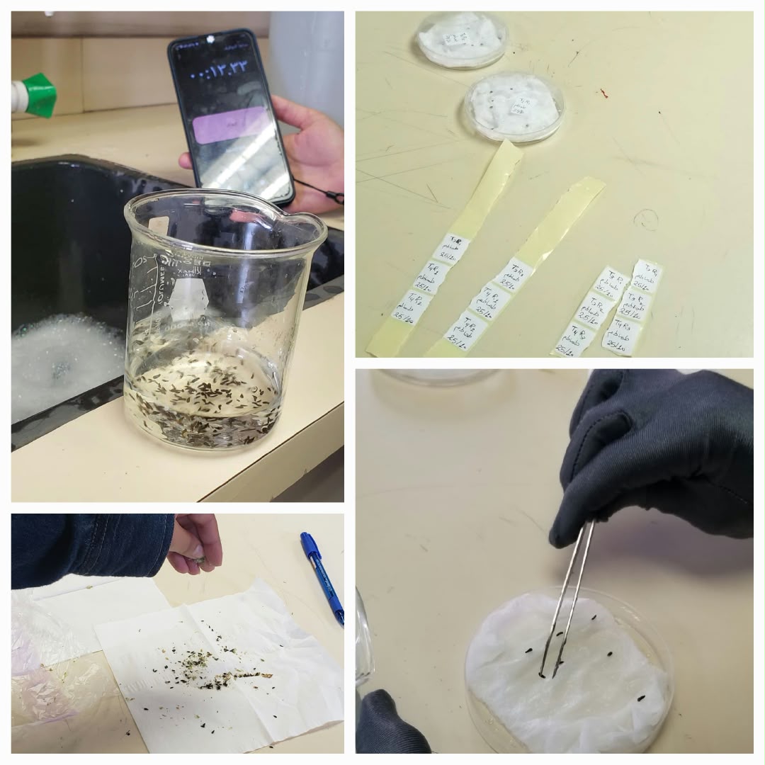 Horticulture Students at Sana’a University Study the Effect of Light on Lettuce and Tomato Seed Germination