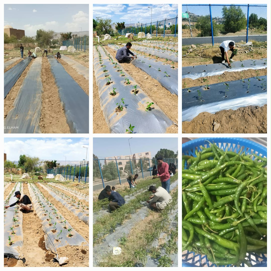 Field Practical Training for Horticulture Students at Sana’a University Culminates in Chili Pepper Harvest