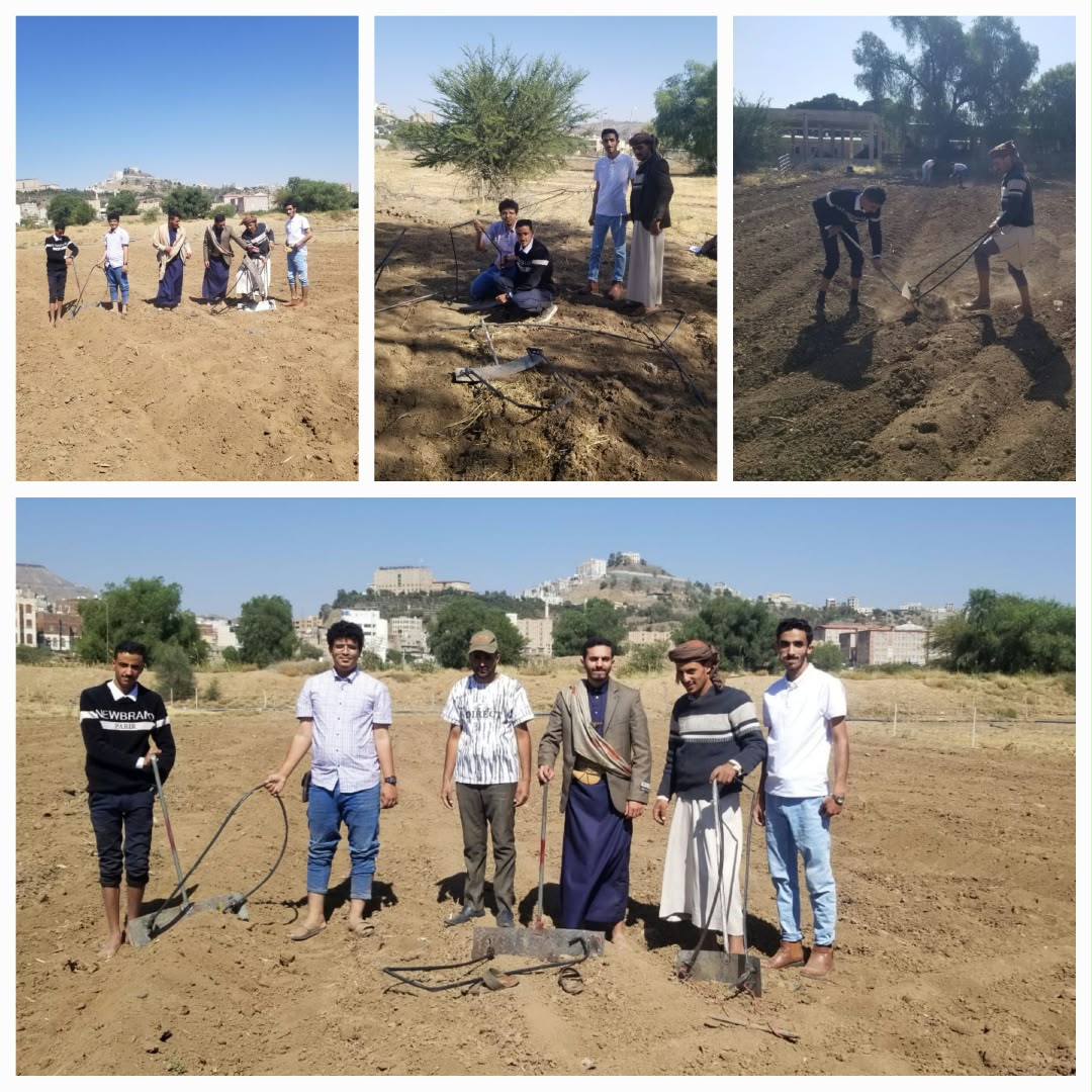 Sana'a University Crop Science Students Conduct Field Work on Alfalfa Plot Division for Forage Crop Planting